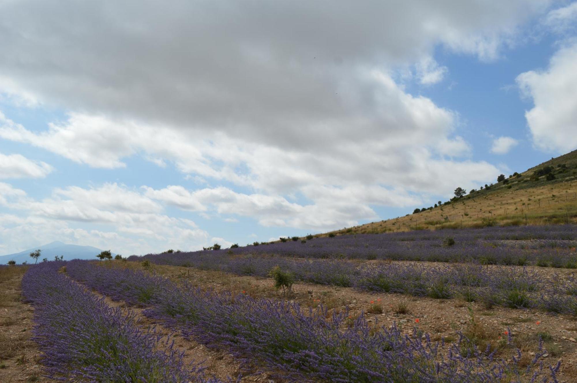 Las Abadias San Felices de los Gallegos Екстериор снимка